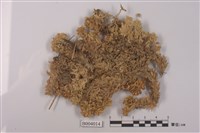 藏品(密葉泥炭苔)的圖片